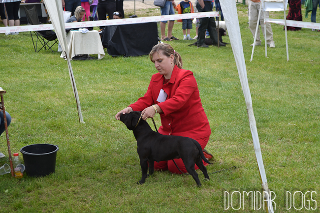 Shrnutí výstavní sezóny Domidar Dogs 2012