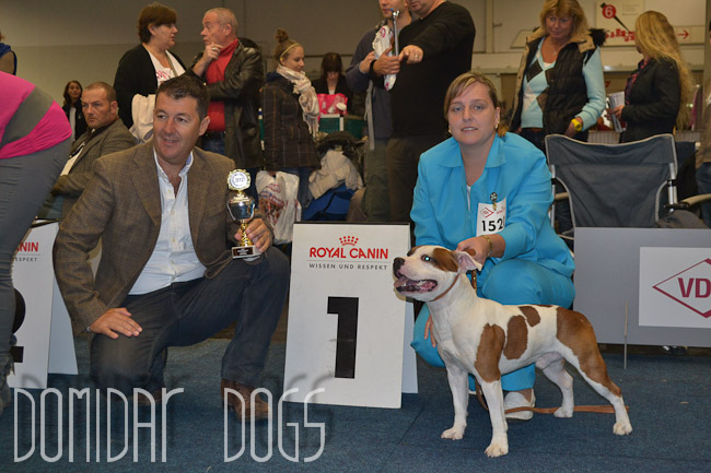 Shrnutí výstavní sezóny Domidar Dogs 2012