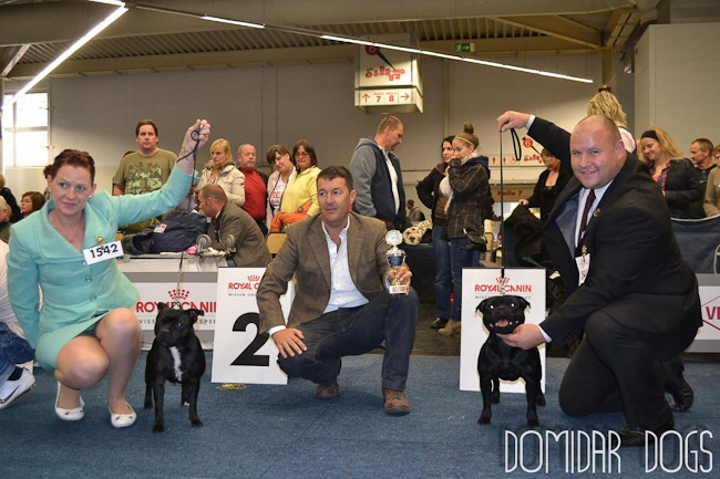 Shrnutí výstavní sezóny Domidar Dogs 2012