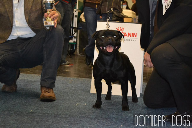 Shrnutí výstavní sezóny Domidar Dogs 2012