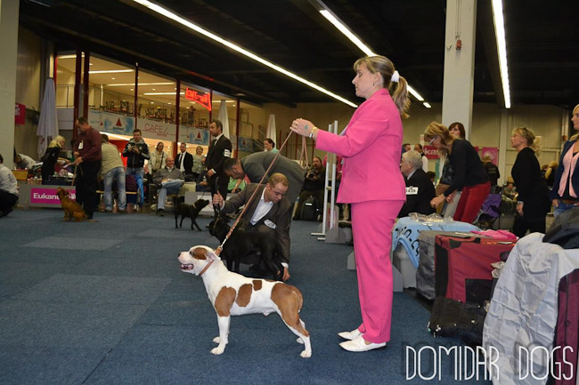 Shrnutí výstavní sezóny Domidar Dogs 2012