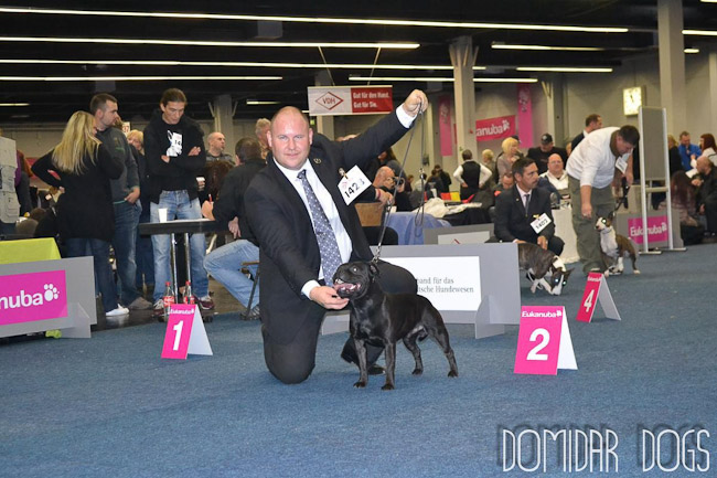 Shrnutí výstavní sezóny Domidar Dogs 2012