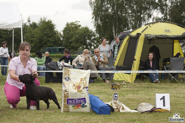 Shrnutí výstavní sezóny Domidar Dogs 2012