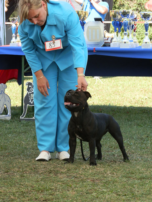 Shrnutí výstavní sezóny Domidar Dogs 2012