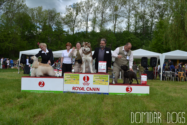 Shrnutí výstavní sezóny Domidar Dogs 2012