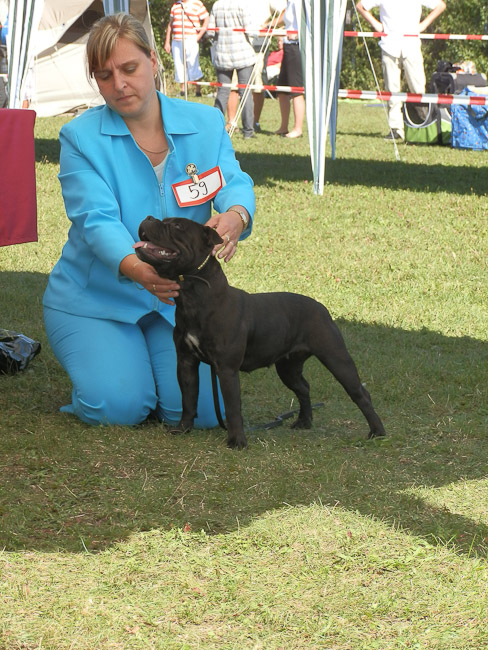 Shrnutí výstavní sezóny Domidar Dogs 2012
