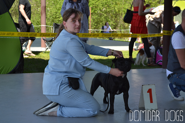 Shrnutí výstavní sezóny Domidar Dogs 2012