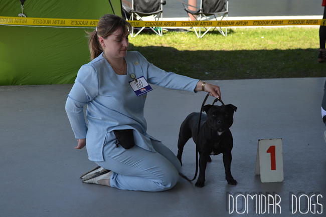 Shrnutí výstavní sezóny Domidar Dogs 2012