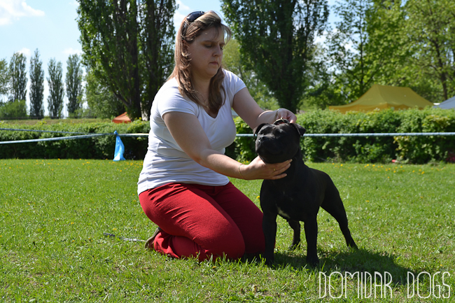 Shrnutí výstavní sezóny Domidar Dogs 2012