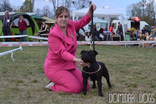 Shrnutí výstavní sezóny Domidar Dogs 2012