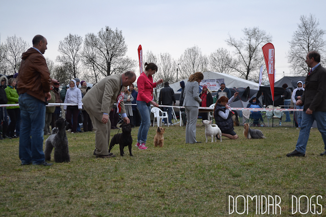 Shrnutí výstavní sezóny Domidar Dogs 2012