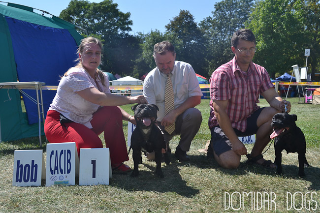 Shrnutí výstavní sezóny Domidar Dogs 2012