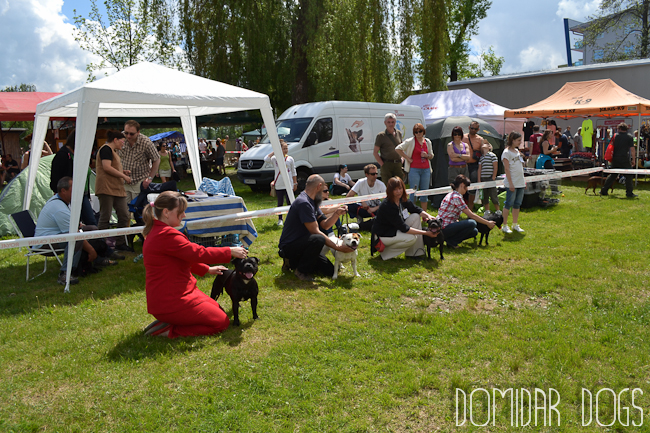 Shrnutí výstavní sezóny Domidar Dogs 2012
