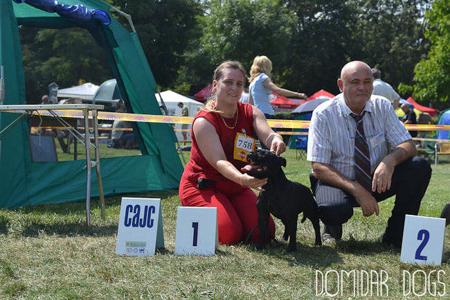 Shrnutí výstavní sezóny Domidar Dogs 2012