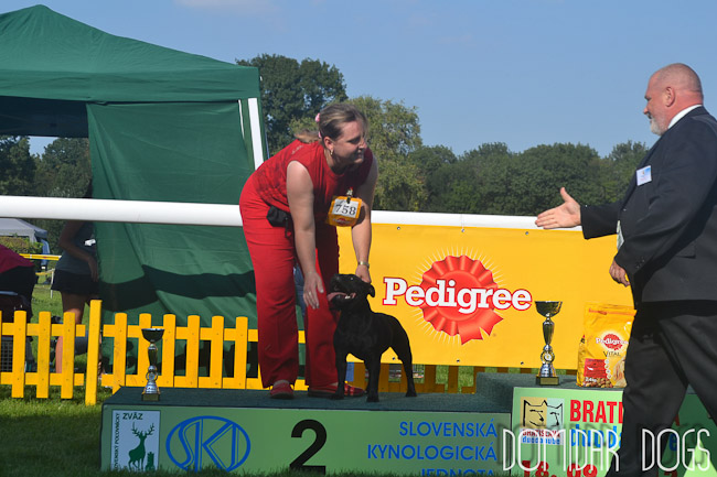 Shrnutí výstavní sezóny Domidar Dogs 2012