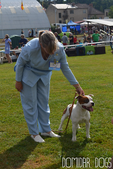 Shrnutí výstavní sezóny Domidar Dogs 2012