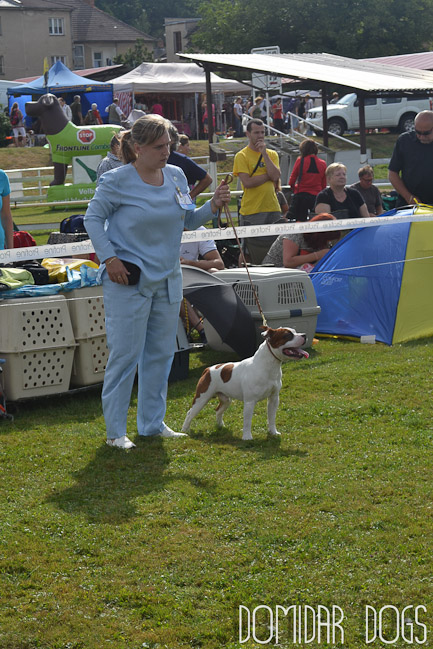 Shrnutí výstavní sezóny Domidar Dogs 2012
