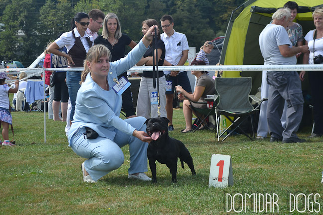 Shrnutí výstavní sezóny Domidar Dogs 2012