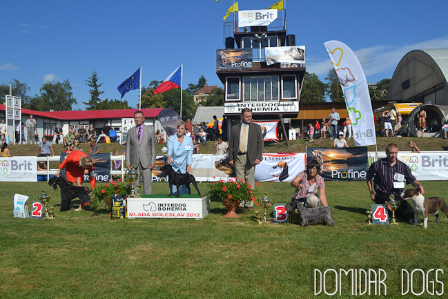 Shrnutí výstavní sezóny Domidar Dogs 2012