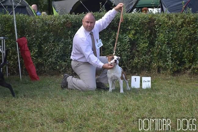 Shrnutí výstavní sezóny Domidar Dogs 2012