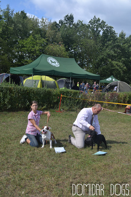 Shrnutí výstavní sezóny Domidar Dogs 2012