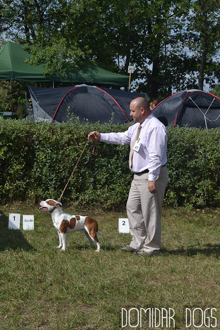 Shrnutí výstavní sezóny Domidar Dogs 2012
