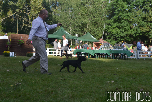 Shrnutí výstavní sezóny Domidar Dogs 2012