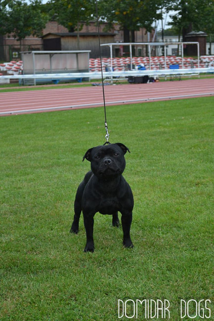 Shrnutí výstavní sezóny Domidar Dogs 2012