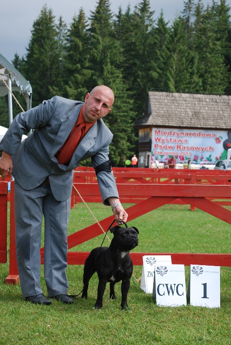 Shrnutí výstavní sezóny Domidar Dogs 2012