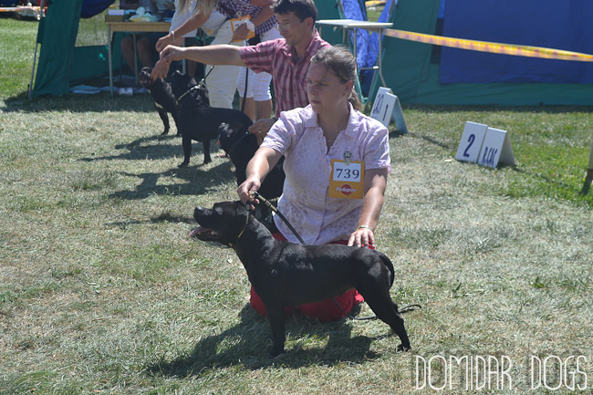 Shrnutí výstavní sezóny Domidar Dogs 2012