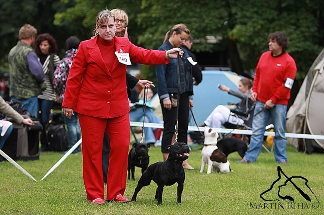 Shrnutí výstavní sezóny Domidar Dogs 2012