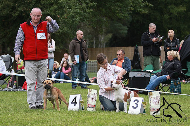 Shrnutí výstavní sezóny Domidar Dogs 2012