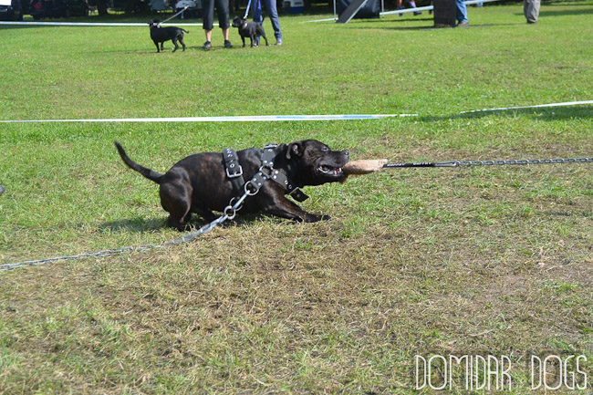 Shrnutí výstavní sezóny Domidar Dogs 2012