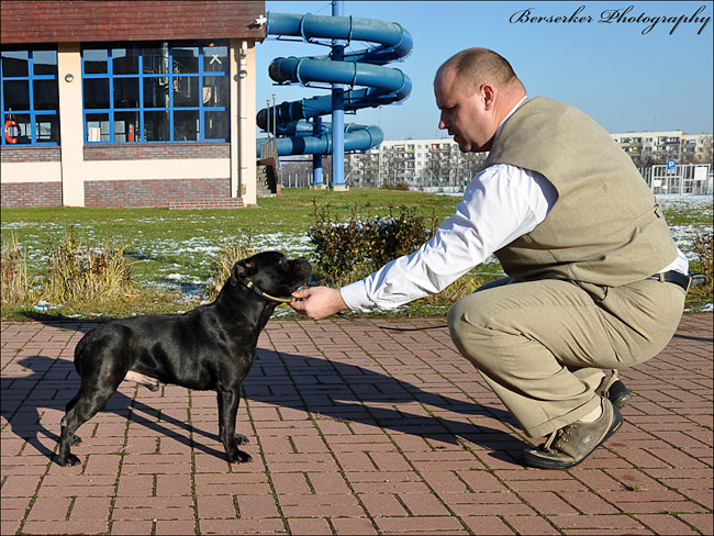 Shrnutí výstavní sezóny Domidar Dogs 2012
