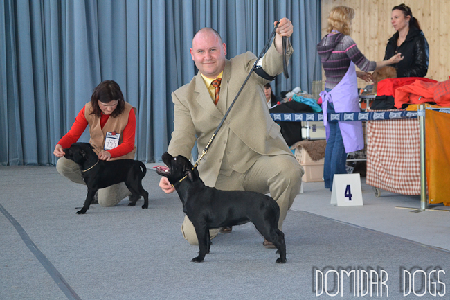 Shrnutí výstavní sezóny Domidar Dogs 2012