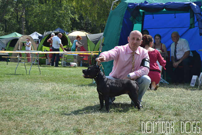 Shrnutí výstavní sezóny Domidar Dogs 2012