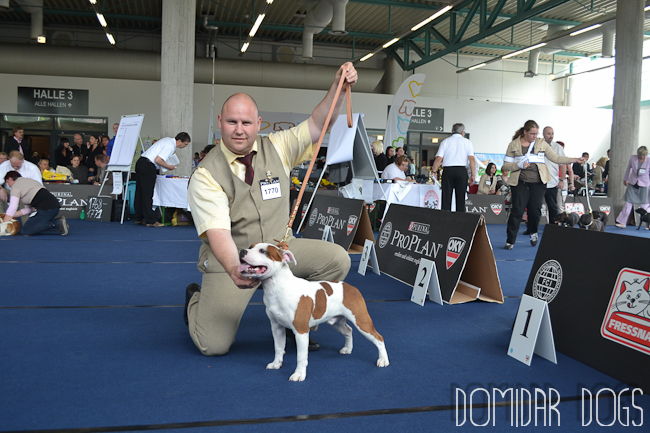 Shrnutí výstavní sezóny Domidar Dogs 2012