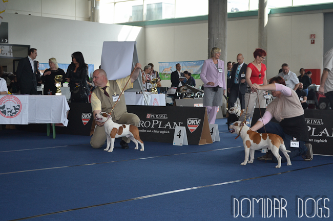 Shrnutí výstavní sezóny Domidar Dogs 2012
