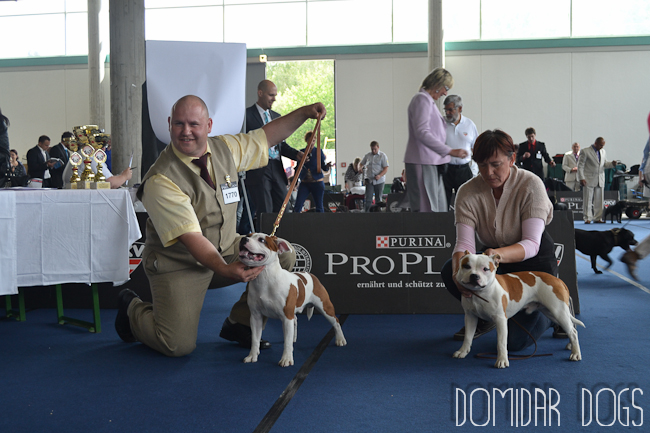Shrnutí výstavní sezóny Domidar Dogs 2012
