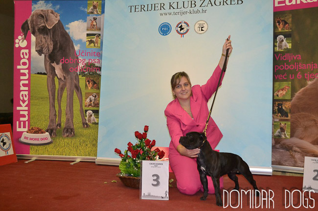 Shrnutí výstavní sezóny Domidar Dogs 2012