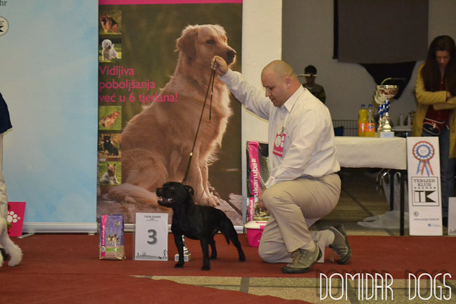 Shrnutí výstavní sezóny Domidar Dogs 2012