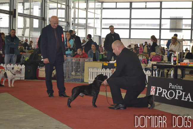 Shrnutí výstavní sezóny Domidar Dogs 2012