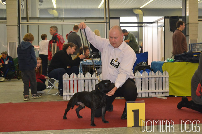 Shrnutí výstavní sezóny Domidar Dogs 2012