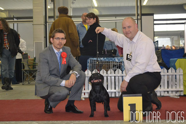 Shrnutí výstavní sezóny Domidar Dogs 2012