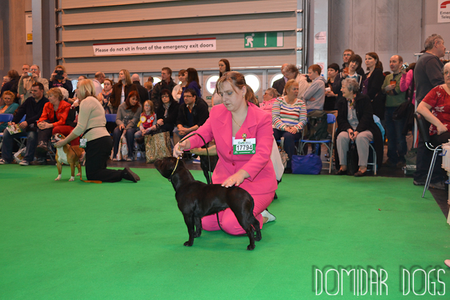 Shrnutí výstavní sezóny Domidar Dogs 2012