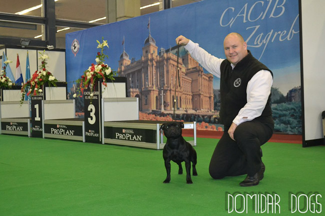Shrnutí výstavní sezóny Domidar Dogs 2012
