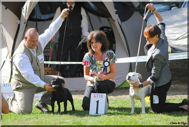 Shrnutí výstavní sezóny Domidar Dogs 2012