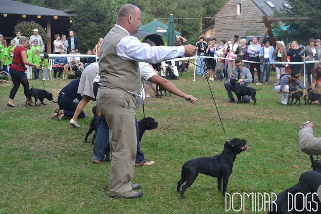 Shrnutí výstavní sezóny Domidar Dogs 2012