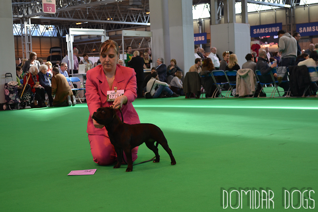 Shrnutí výstavní sezóny Domidar Dogs 2012