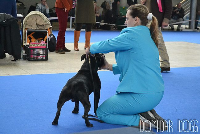 Výstavní sezóna chovatelské stanice Domidar Dogs 2013